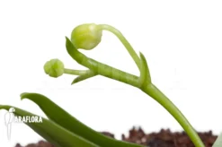 Orchid 'Phalaenopsis Mannii Var Flava' 9 Orchid 'Phalaenopsis Mannii Var Flava' -Green Haven Sales Store Phalaenopsis mannii var flava 4