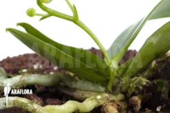 Orchid 'Phalaenopsis Mannii Var Flava' 10 Orchid 'Phalaenopsis Mannii Var Flava' -Green Haven Sales Store Phalaenopsis mannii var flava 5