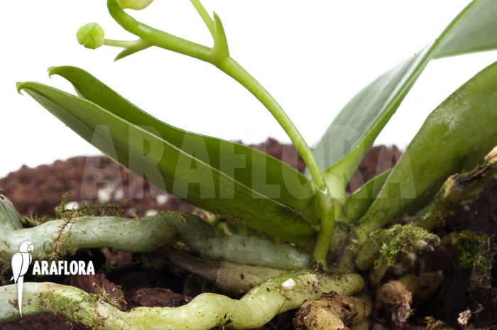 Orchid 'Phalaenopsis Mannii Var Flava' 5 Orchid 'Phalaenopsis Mannii Var Flava' - Image 5