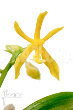 Orchid 'Phalaenopsis Mannii Var Flava' 'L'