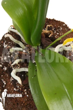 Orchid 'Phalaenopsis Mannii Var Flava' 'L' -Green Haven Sales Store Phalaenopsis mannii var flava L 3