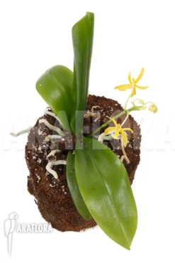 Orchid 'Phalaenopsis Mannii Var Flava' 'L' -Green Haven Sales Store Phalaenopsis mannii var flava L 4