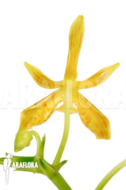 Orchid 'Phalaenopsis Mannii Var Flava' 'L' -Green Haven Sales Store Phalaenopsis mannii var flava L 5