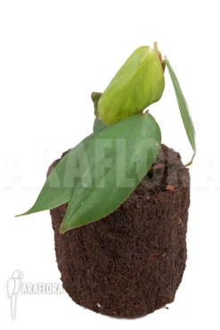 Philodendron 'Burle Marx Fantasy' -Green Haven Sales Store Philodendron Burle Marx Fantasy 2