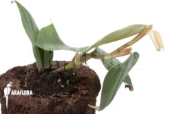 Philodendron 'Burle Marx Fantasy' -Green Haven Sales Store Philodendron Burle Marx Fantasy 3