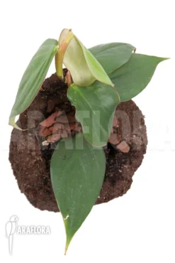 Philodendron 'Burle Marx Fantasy' -Green Haven Sales Store Philodendron Burle Marx Fantasy 4