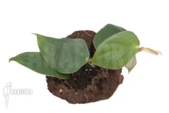 Philodendron 'Burle Marx Fantasy' -Green Haven Sales Store Philodendron Burle Marx Fantasy 6