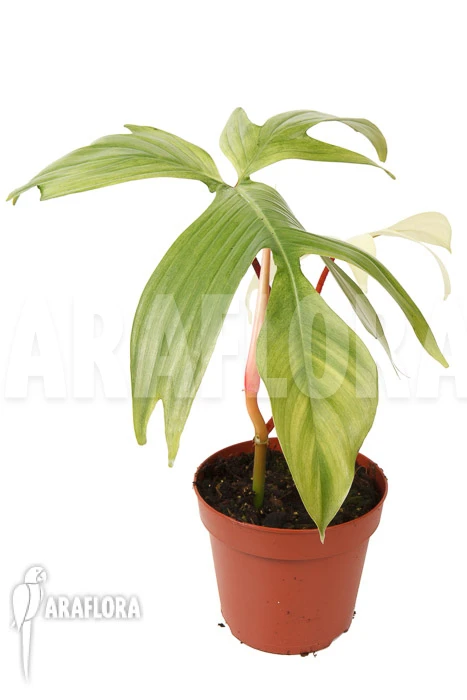 Philodendron 'Florida Ghost' 'M' 1 Philodendron 'Florida Ghost' 'M'