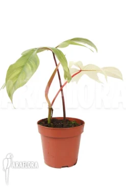 Philodendron 'Florida Ghost' 'M' 11 Philodendron 'Florida Ghost' 'M' -Green Haven Sales Store Philodendron Florida Ghost M 2