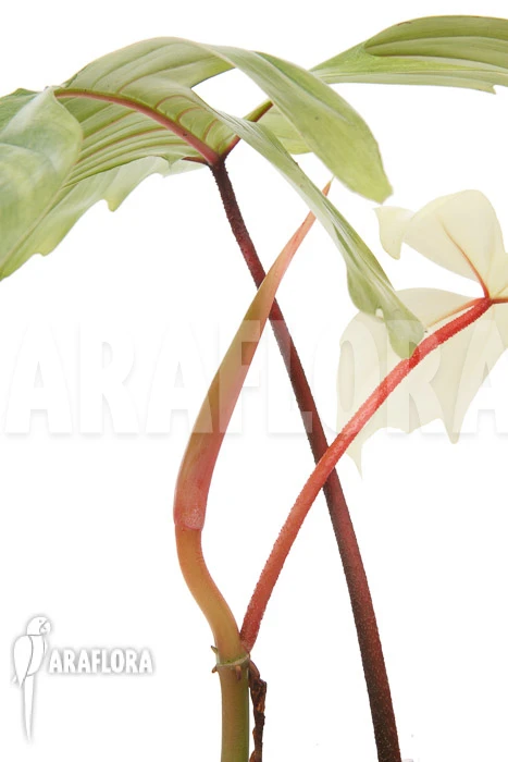 Philodendron 'Florida Ghost' 'M' 5 Philodendron 'Florida Ghost' 'M' - Image 5