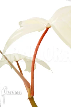 Philodendron 'Florida Ghost' 'M' 8 Philodendron 'Florida Ghost' 'M' -Green Haven Sales Store Philodendron Florida Ghost M 5