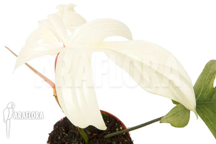 Philodendron 'Florida Ghost' 'M' 2 Philodendron 'Florida Ghost' 'M' - Image 2