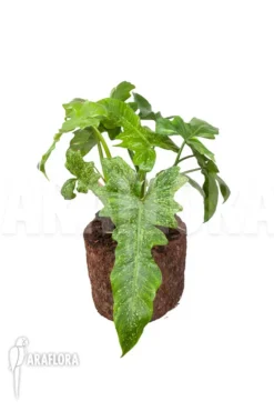 Philodendron 'Golden Dragon' -Green Haven Sales Store Philodendron Golden Dragon 2