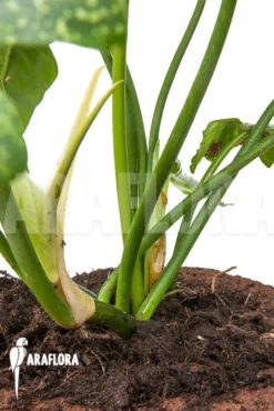 Philodendron 'Golden Dragon' -Green Haven Sales Store Philodendron Golden Dragon 3