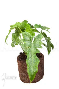 Philodendron 'Golden Dragon' -Green Haven Sales Store Philodendron Golden Dragon 4