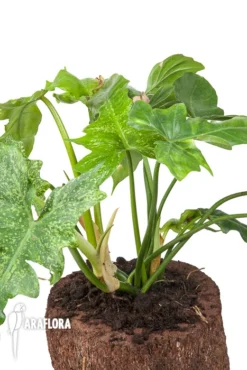 Philodendron 'Golden Dragon' -Green Haven Sales Store Philodendron Golden Dragon 5