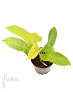 Philodendron 'Golden Violin' -Green Haven Sales Store Philodendron Golden violin RT 2