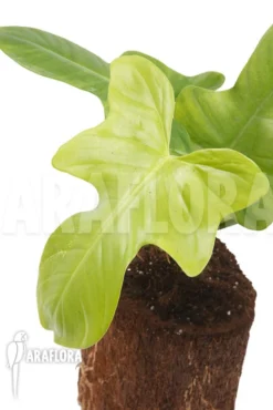 Philodendron 'Green Violin'