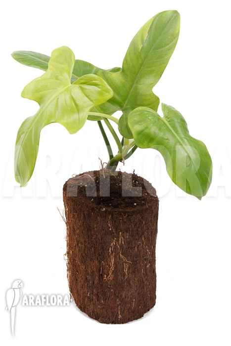 Philodendron 'Green Violin' 2 Philodendron 'Green Violin' - Image 2