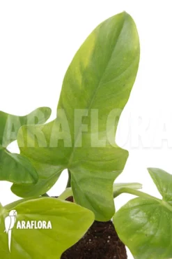 Philodendron 'Green Violin' 7 Philodendron 'Green Violin' -Green Haven Sales Store Philodendron Green violin 4