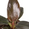 Philodendron 'Imperial Red'