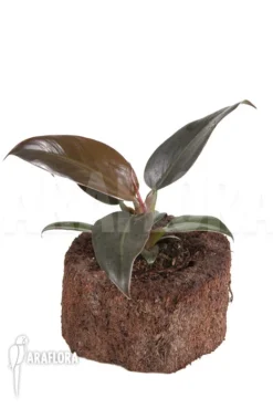 Philodendron 'Imperial Red' -Green Haven Sales Store Philodendron Imperial Red 2