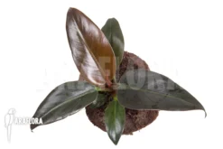 Philodendron 'Imperial Red' -Green Haven Sales Store Philodendron Imperial Red 4