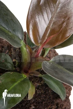 Philodendron 'Imperial Red' -Green Haven Sales Store Philodendron Imperial Red 5