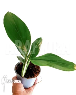 Philodendron 'Kylin Tail' -Green Haven Sales Store Philodendron Kylin tail 2