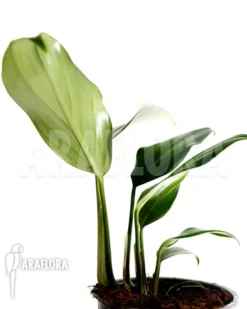 Philodendron 'Kylin Tail' -Green Haven Sales Store Philodendron Kylin tail 3