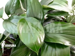 Philodendron 'Kylin Tail' -Green Haven Sales Store Philodendron Kylin tail 4