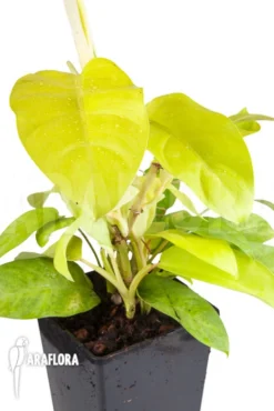 Philodendron 'Lemon Lime'