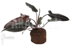 Philodendron 'Lisa' Starter -Green Haven Sales Store Philodendron Lisa 2