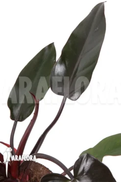 Philodendron 'Lisa' Starter -Green Haven Sales Store Philodendron Lisa 3