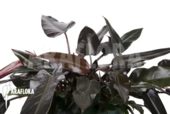 Philodendron 'Lisa' Starter -Green Haven Sales Store Philodendron Lisa 6