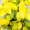 Philodendron Malay Gold 'Starter'