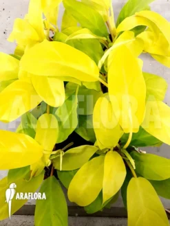 Philodendron Malay Gold 'Starter'