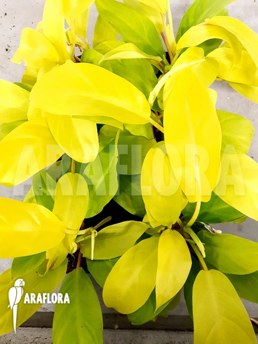 Philodendron Malay Gold 'Starter' 1 Philodendron Malay Gold 'Starter'