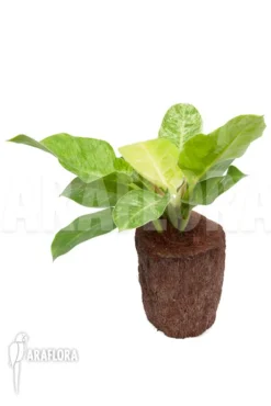 Philodendron 'Moonshine' Variegata P2