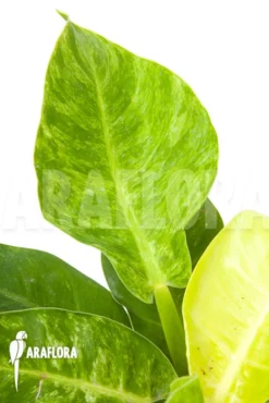 Philodendron 'Moonshine' Variegata P2 -Green Haven Sales Store Philodendron Moonshine variegata P2 3