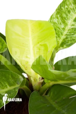 Philodendron 'Moonshine' Variegata P2 -Green Haven Sales Store Philodendron Moonshine variegata P2 4