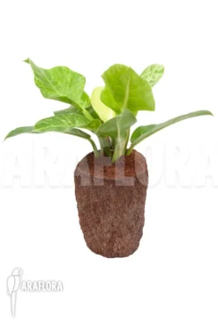 Philodendron 'Moonshine' Variegata P2 -Green Haven Sales Store Philodendron Moonshine variegata P2 6