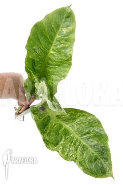 Philodendron 'Moonshine' Variegata 'rooted Cutting'