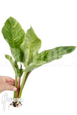 Philodendron 'Moonshine' Variegata 'rooted Cutting' -Green Haven Sales Store Philodendron Moonshine variegata rooted cutting 3