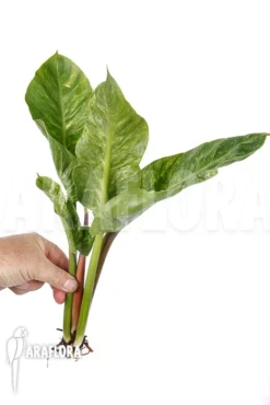 Philodendron 'Moonshine' Variegata 'rooted Cutting' -Green Haven Sales Store Philodendron Moonshine variegata rooted cutting 4