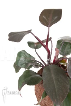 Philodendron 'New Red'