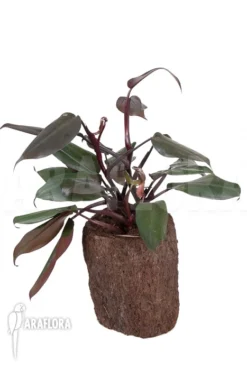 Philodendron 'New Red' -Green Haven Sales Store Philodendron New Red 2