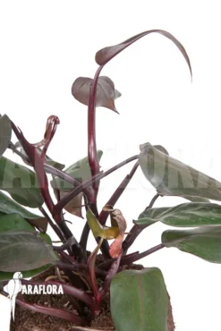 Philodendron 'New Red' -Green Haven Sales Store Philodendron New Red 4