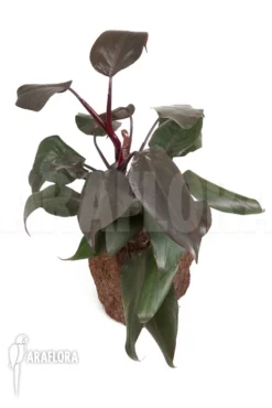 Philodendron 'New Red' -Green Haven Sales Store Philodendron New Red 6