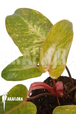 Philodendron Painted Lady